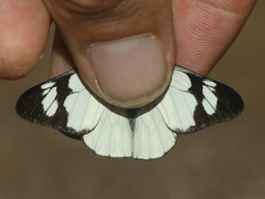 Catasticta pieris intermedia