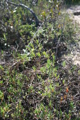 Lampranthus tenuifolius