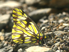 Catasticta pieris intermedia