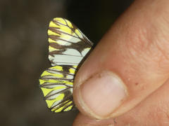 Catasticta pieris intermedia