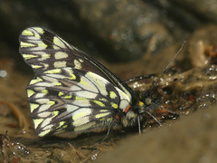 Catasticta pinava