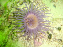 Ceriantheopsis austroafricanus