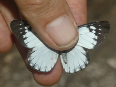 Catasticta prioneris