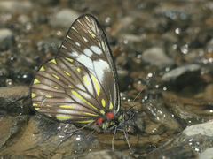Catasticta prioneris