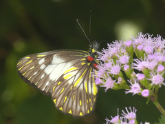Catasticta prioneris
