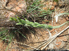 Hypoxis rigidula rigidula