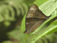 Corades pannonia