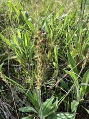 Plantago varia varia