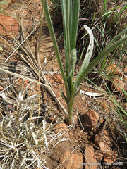 Hypoxis rigidula rigidula