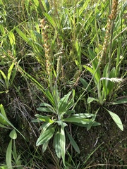 Plantago varia varia