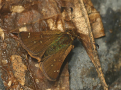 Dalla agathocles lanna
