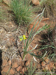 Hypoxis rigidula rigidula