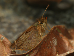 Dalla agathocles lanna
