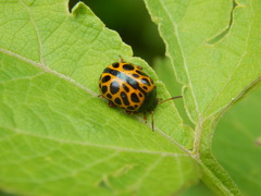 Calligrapha polyspila