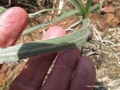 Hypoxis rigidula rigidula