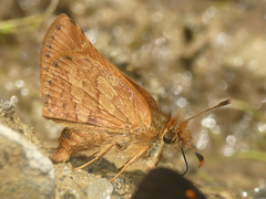 Dalla agathocles lanna