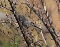 Curruca layardi layardi