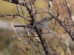 Curruca layardi layardi