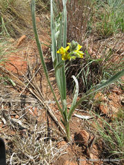 Hypoxis rigidula rigidula