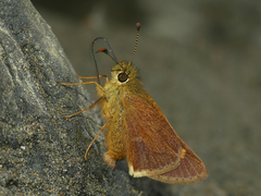 Dalla