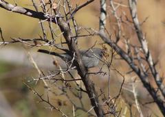 Curruca layardi layardi