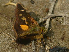 Dalla cypselus