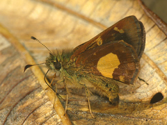 Dalla cypselus