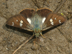 Dalla dimidiatus lilla