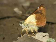 Dalla dimidiatus lilla