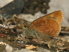 Dalla quadristriga rota