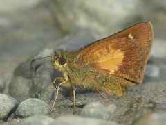 Dalla