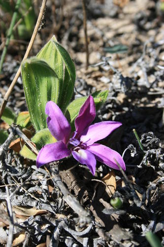 Babiana nana