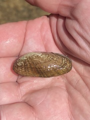 Medionidus conradicus