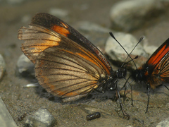 Eresia actinote