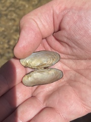 Medionidus conradicus