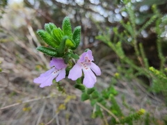 Prostanthera densa