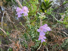 Prostanthera densa