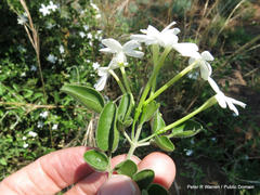 Jasminum angulare