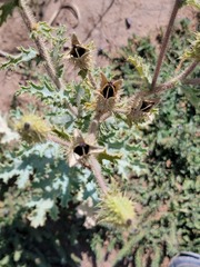 Argemone munita rotundata