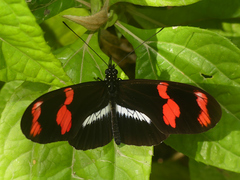 Heliconius telesiphe