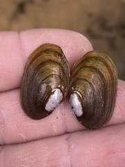 Toxolasma cylindrellum