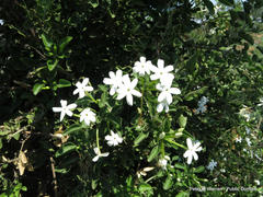 Jasminum angulare