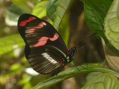 Heliconius telesiphe