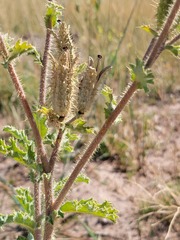 Argemone munita rotundata