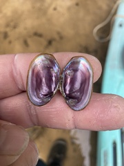 Toxolasma cylindrellum