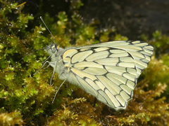 Hesperocharis marchalii