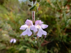 Prostanthera densa