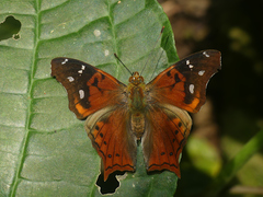 Hypanartia cinderella