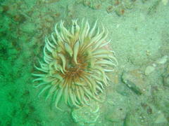 Anthopleura michaelseni