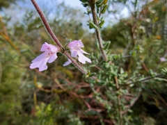 Prostanthera densa